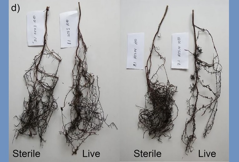 root systems of sterile and live inoculated drought-tolerant seedlings